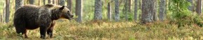 Кухонный фартук Фауна 023 МДФ матовый (3000) Fauna в Североуральске - severouralsk.mebel-74.com | фото